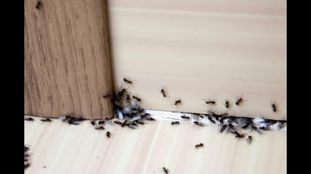 كيفية التخلص على النمل