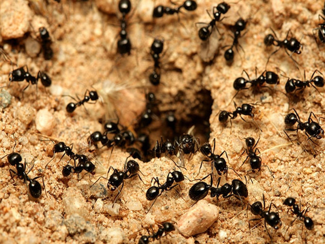 كيفية التخلص على النمل